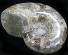 Polished Ammonite (Anapuzosia?) Fossil - Madagascar #29853-2